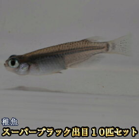 楽天市場 観賞魚 種 観賞魚 メダカ 人気ランキング1位 売れ筋商品 楽天市場 観賞魚 種 観賞魚 メダカ 人気ランキング1位 売れ筋商品